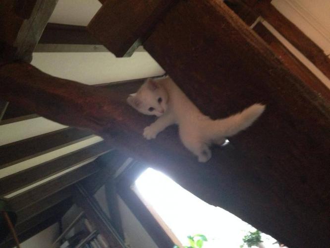 Ahhhhh yes so small is soooooooo cute! I had one too, the first day she  immediatly went on adventure in the beams of our farmhouse. She was completely white and very spicy karacter! Have lots of fun with your newly found family menber and don't mind the playing scratches ;-)