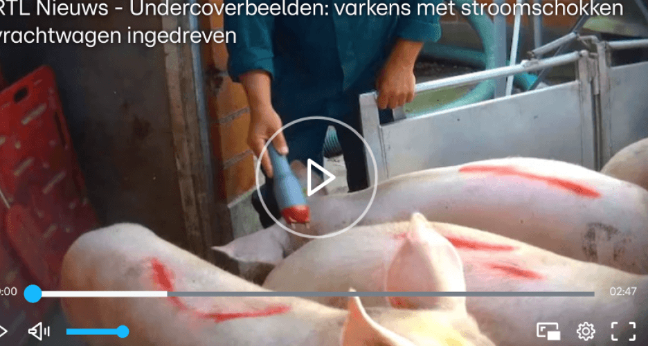 Tweede Kamer wil toch verbod op stroomstootwapen