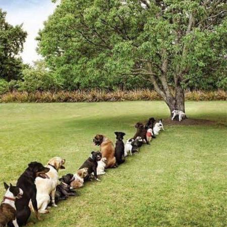 Dit krijg je als je bomen kapt.