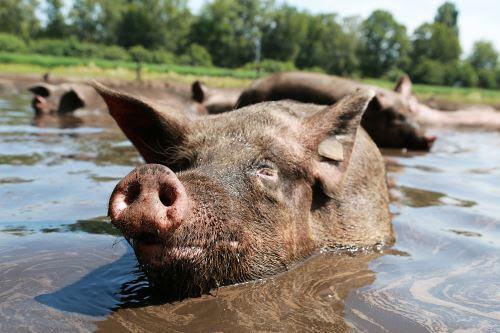 Nu varkens straks de mens