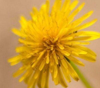 Thee van paardenbloem ondersteunt de lever