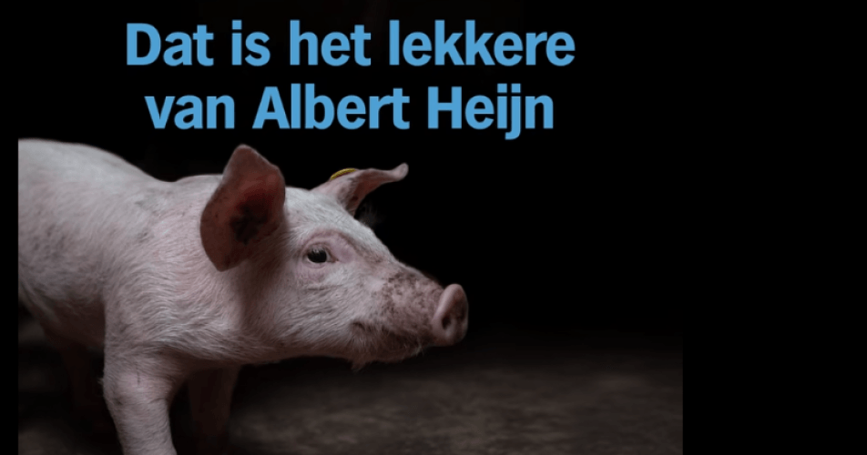Albert Heijn verkoopt vlees van varkens zonder krulstaart.