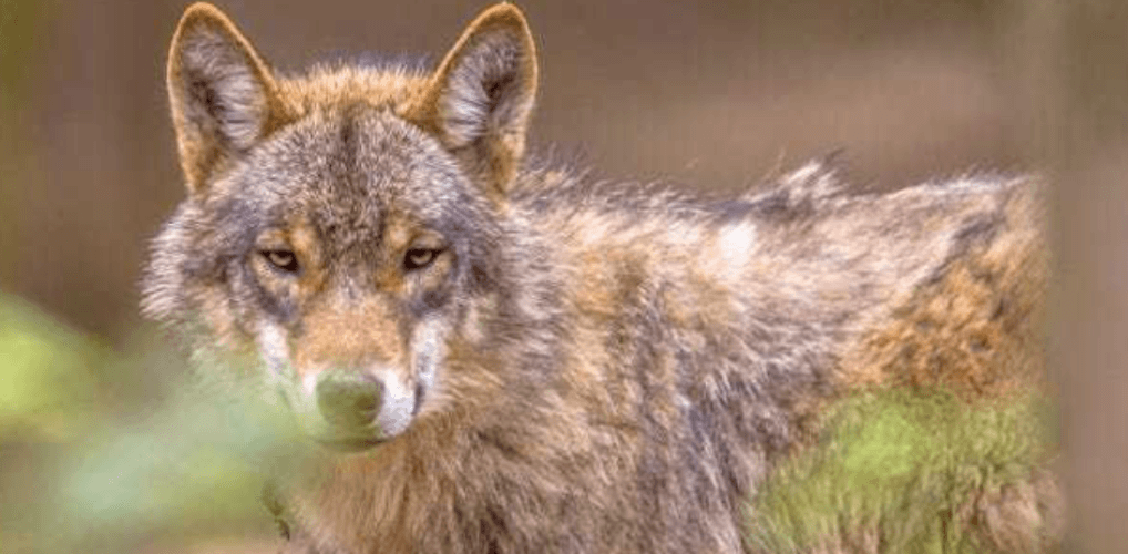 Drie fabels over wolven ontkracht
