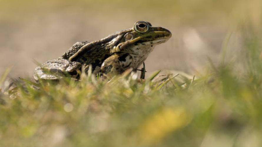 Exotische meerkikkers rukken op in Nederland