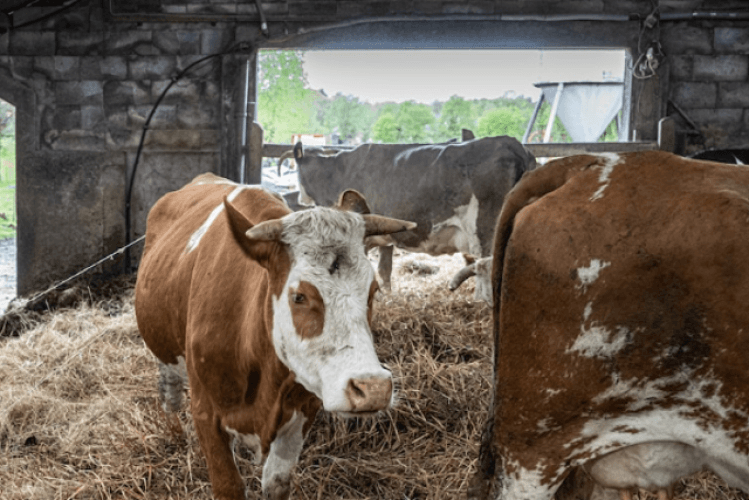 Hoorns zijn belangrijk voor koeien
