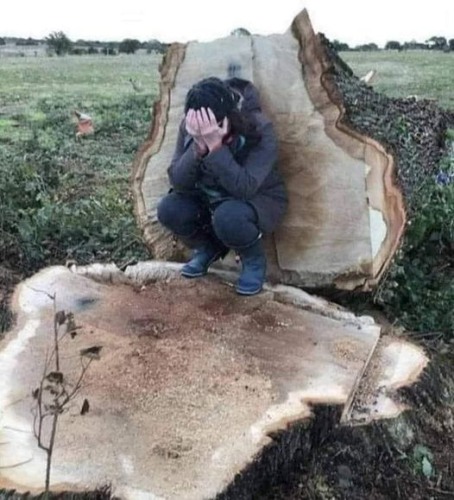 Deze eik was 300 jaar oud