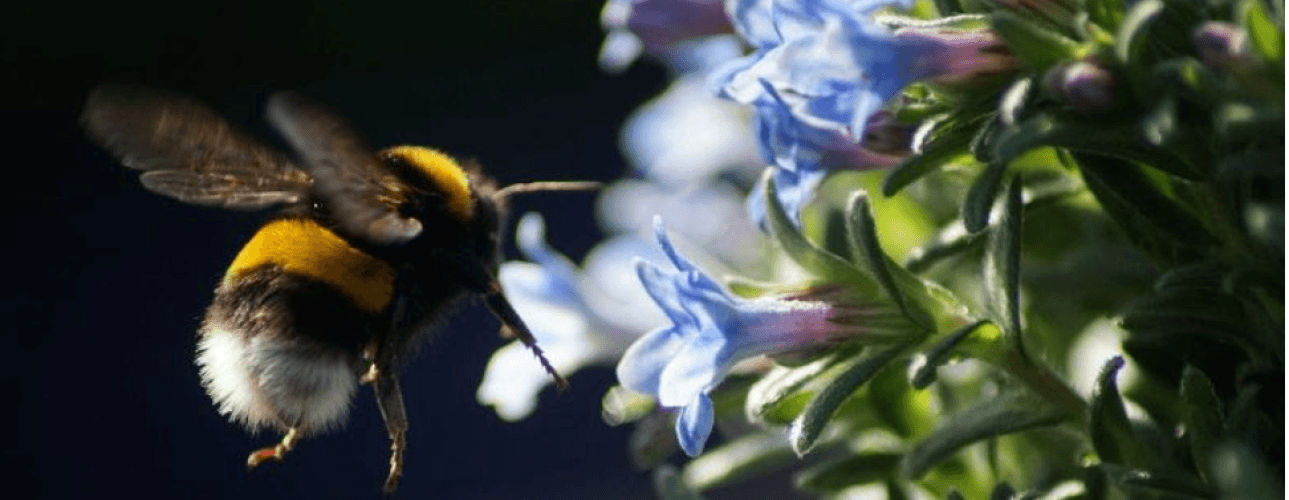 Een zomer zonder hommels