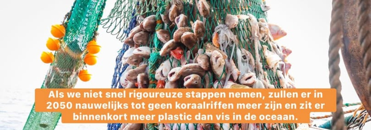 Wij hebben geleerd dat vissen geen gevoelens hebben!