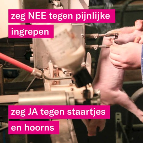 Zeg ja tegen de biggenstaart