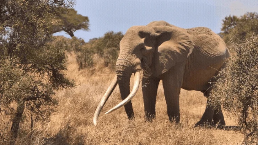 Maak kennis met Craig. Hij is een van de laatste Big Tuskers ter wereld.