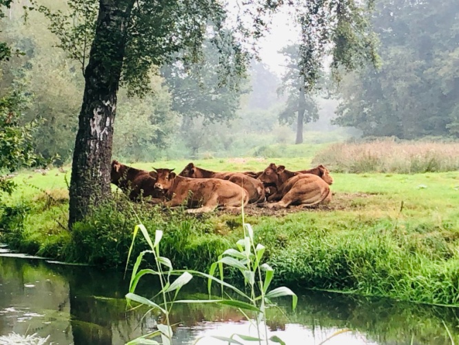 Schaduw, en het liefst van bomen.