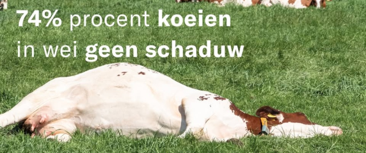 Geen schaduw in de wei