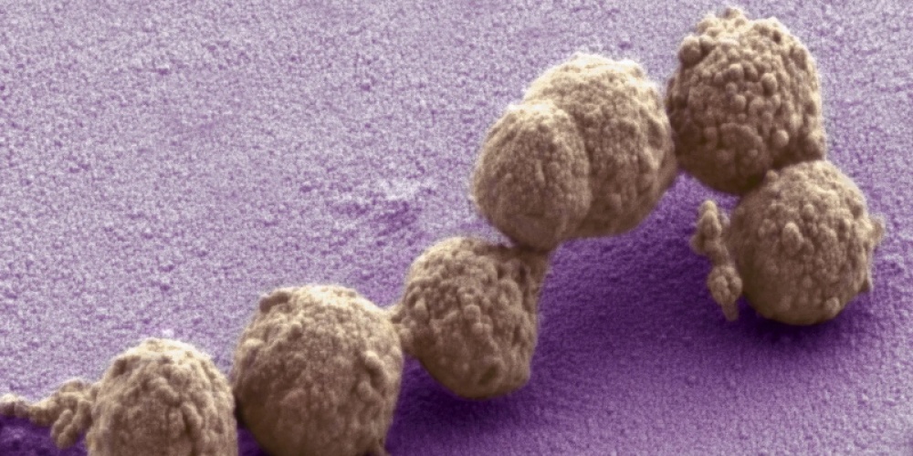 Spiegelbacteriën bedreigen het leven op aarde
