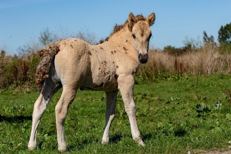 Weer een drama voor konikpaarden door wanbeleid