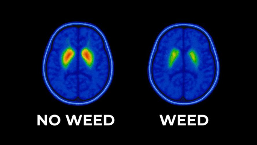 De meest verkeerd begrepen drug ter wereld: Wiet.