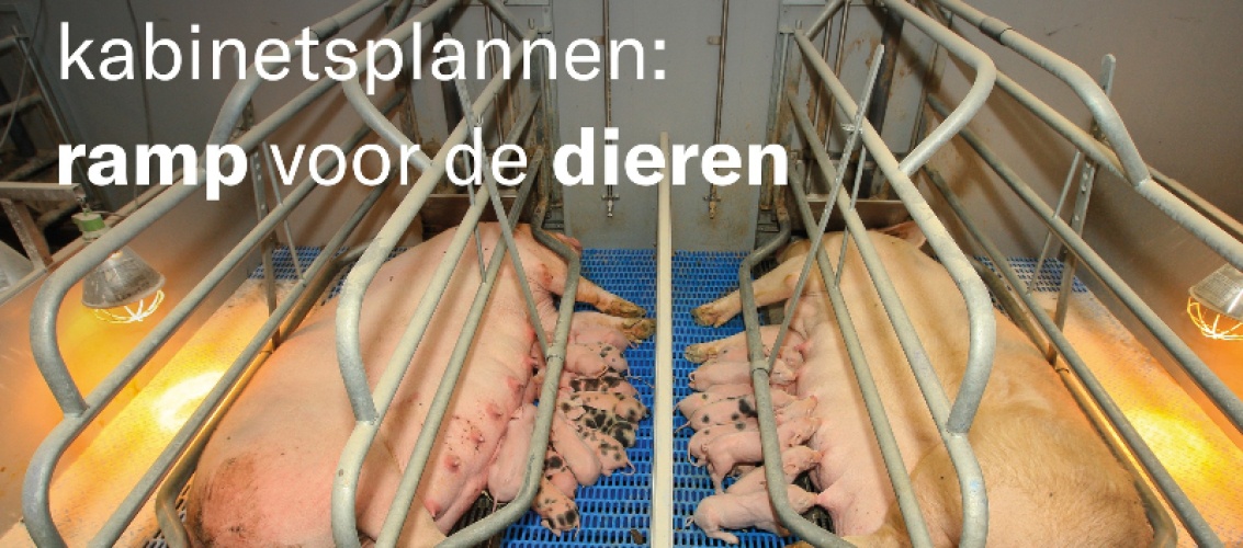 Tegen belangen van mensen leggen belangen van dieren het altijd af…