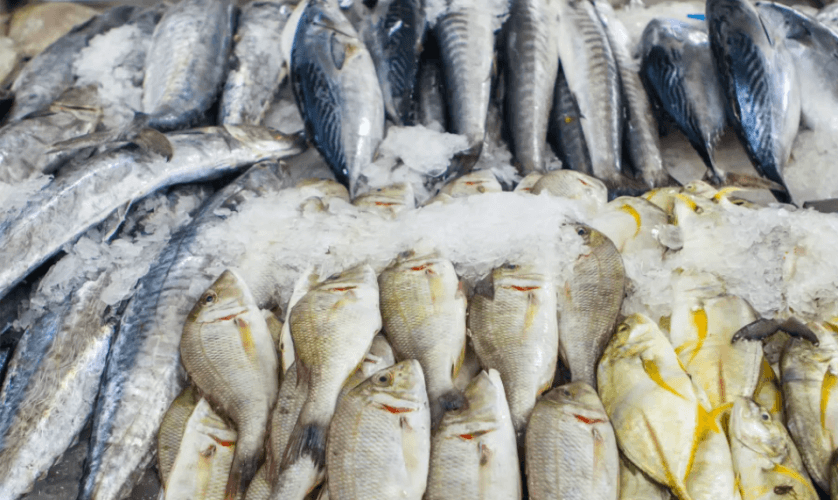 Hoe komt een vis eigenlijk aan zijn einde?