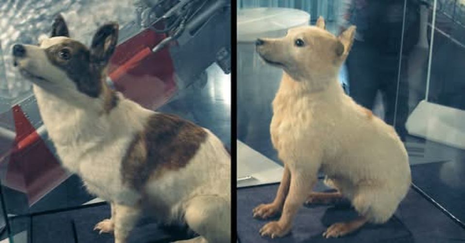 Belka en Strelka, twee hondjes in de ruimte