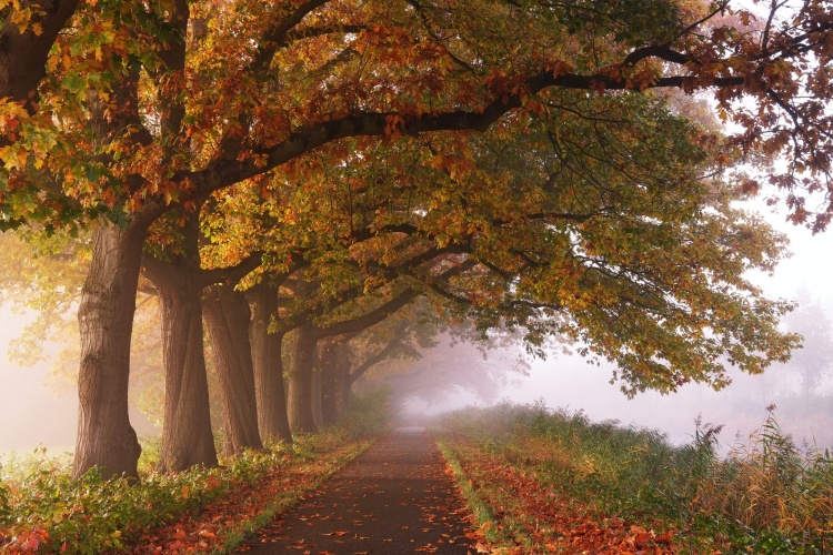 Waarom verkleuren bladeren in de herfst?