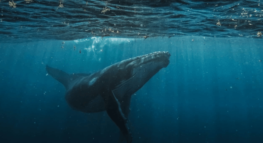 Gesprek met een bultrug