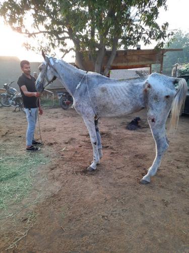 Prince Fluffy Kareem helping horses in Cairo
