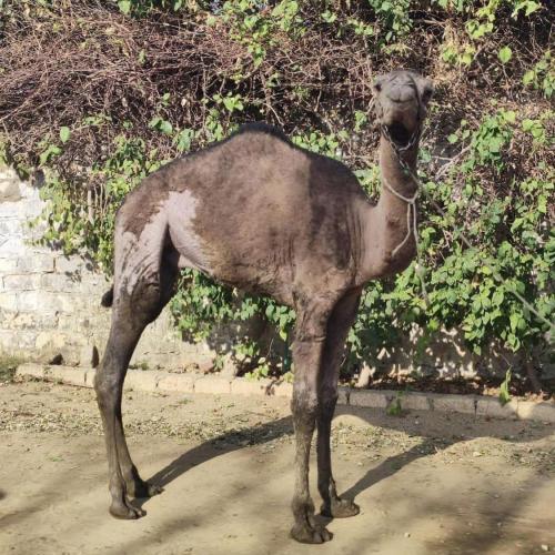 Young camel 