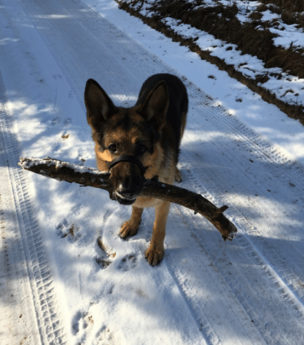 Honden filosofie