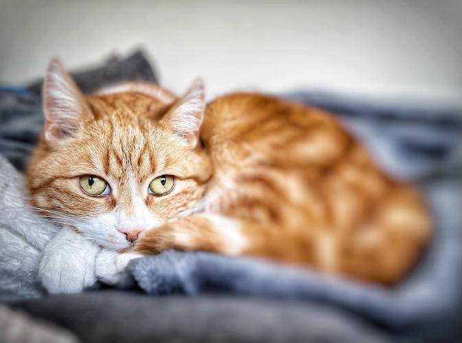 Happy birthday Roushette🥳