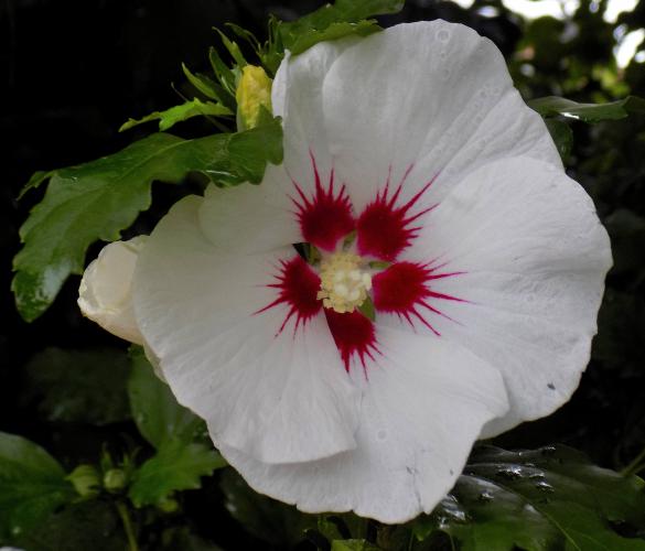 Dit is er een uit mijn tuin, vorig jaar.