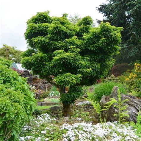 <div>Er is een Japanse Esdoorn (Acer Shishigashira) en dat is Japans voor leeuwenkop.</div><div><br></div>