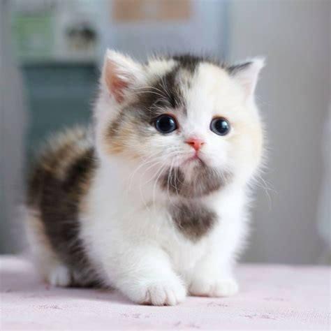Hey Pallavi, moeder van een kleine Munchkin. Welkom op ons katvriendelijke Yoors. Dat heb ik toch weer even moeten opzoeken van die Munchkin...
<br>
