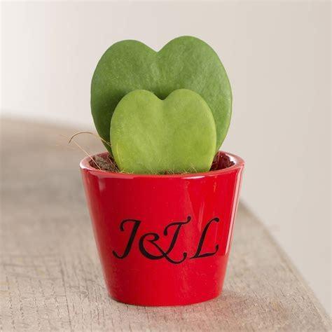 Goed idee. Wist je trouwens dat er echte hartvormige planten bestaan? Hier onder een foto van deze planten die een ware rage zijn met Valentijn.