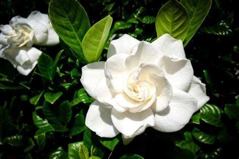 Hallo Gardenia, met een naam als een bloem, welkom op het bloemrijke Yoors. Met haar maagdelijk witte kleur is de Gardenia het symbool van de onschuld.
<br>