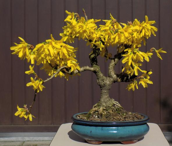 Ook verkrijgbaar als bonsai...