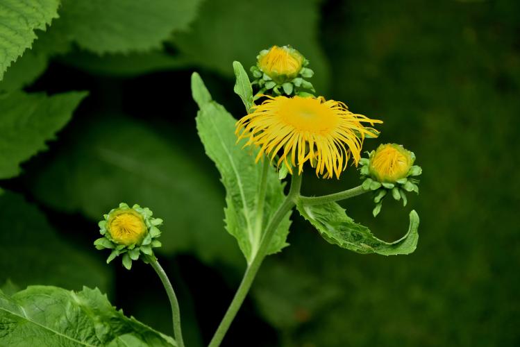 Zonnige zomerse foto.