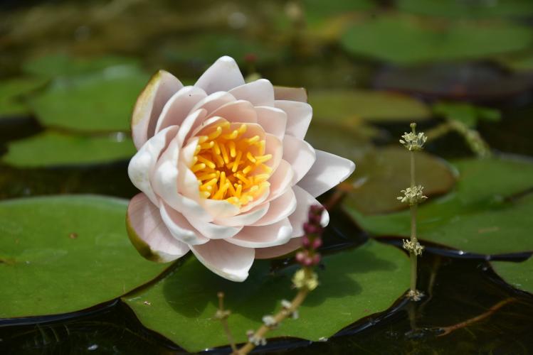 Waterlelie