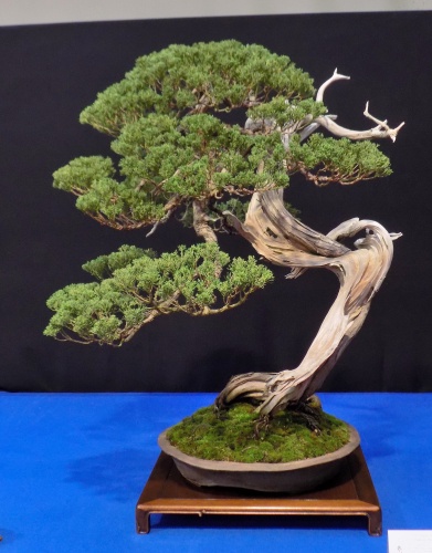 Juniperus