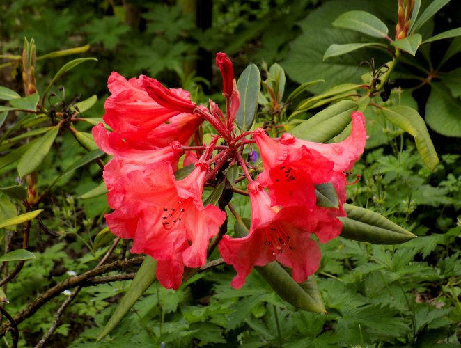 Colors of Atrboretum