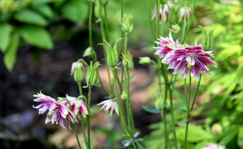 Aquilegia