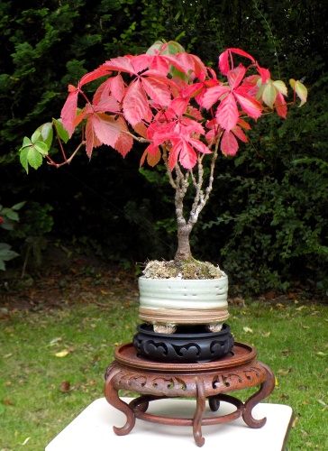 De vijfbladige wingerd