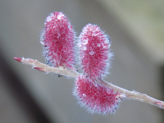 Binnenkort zijn ze er weer...