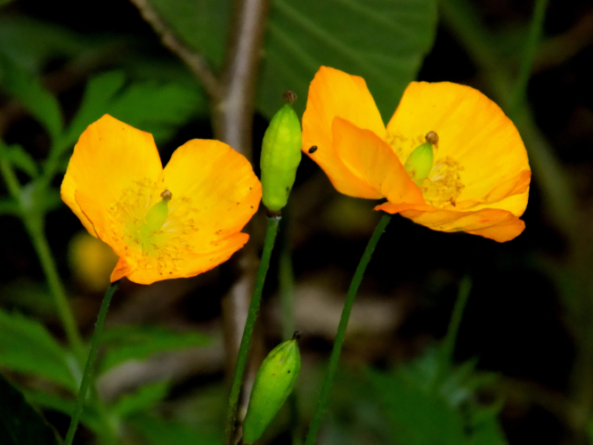 Colors of Atrboretum
