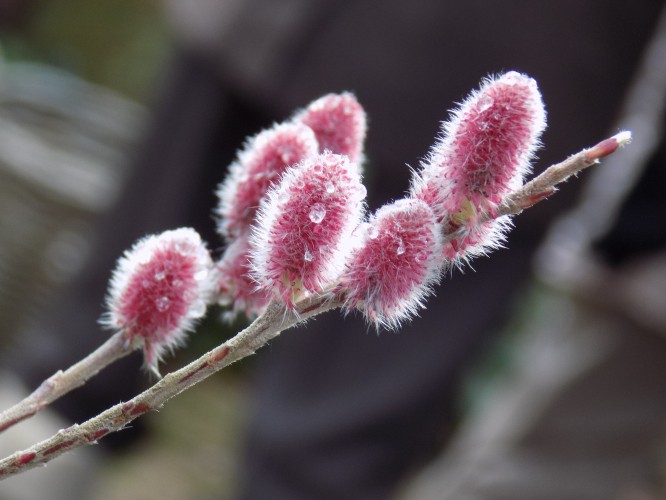Binnenkort zijn ze er weer...