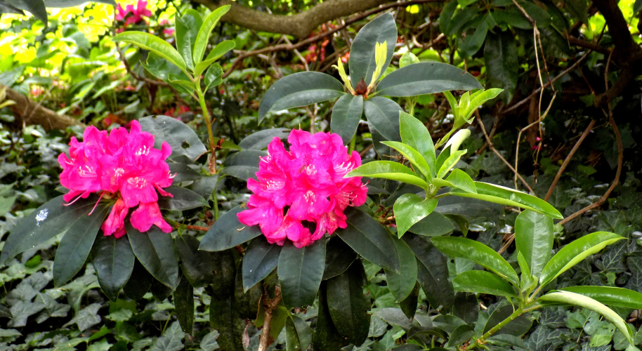 Colors of Atrboretum