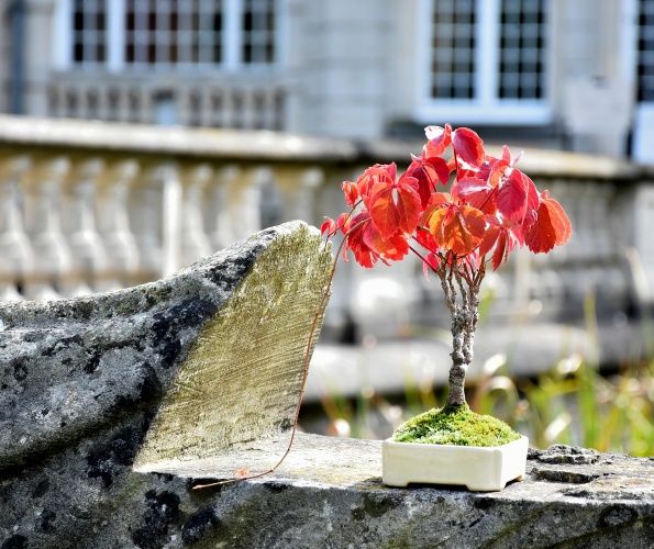 De vijfbladige wingerd