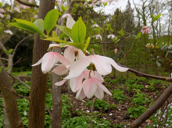 Meliodendron xylocarpum.