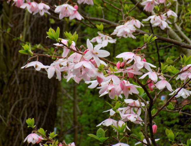 Meliodendron xylocarpum.