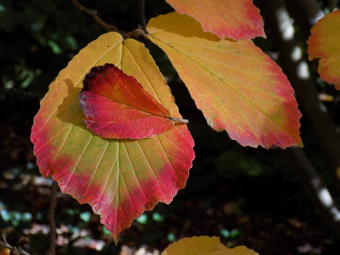 Binnenkort zijn ze er weer...