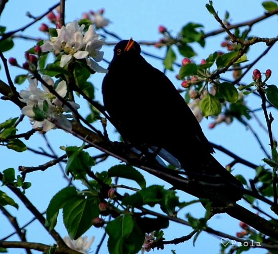 Nog een paar vogeltjes 💗