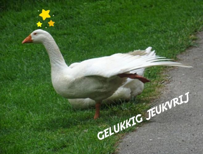 Gelukkig jeukvrij
